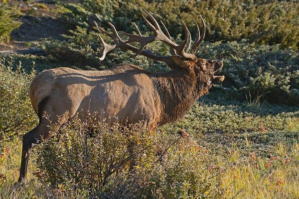 Canada-Alberta-Jasper National Park Bull elk next to Athabasca River